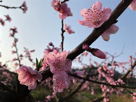 桃花結果|桃花 